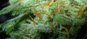 Cannabinoid101Slider