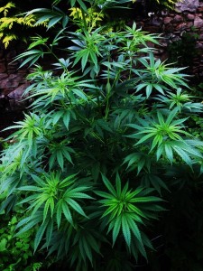 cannabis bush