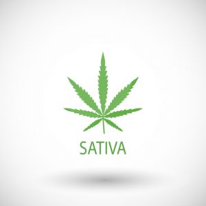 Cannabis sativa 