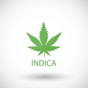 Cannabis indica