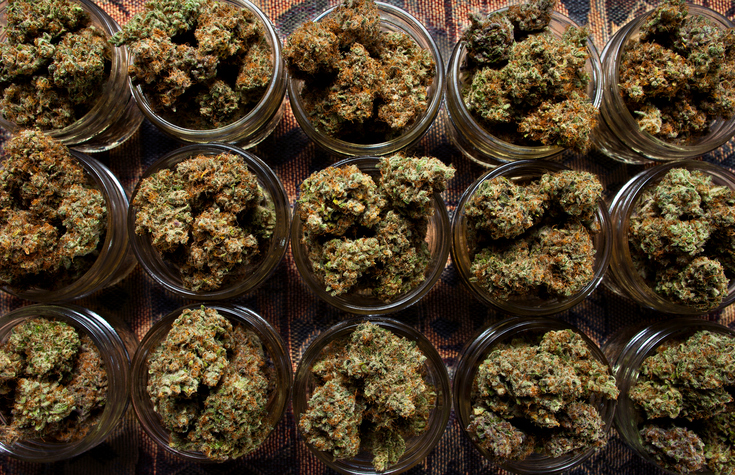 six glass jars with dried cannabis flowers with dark background