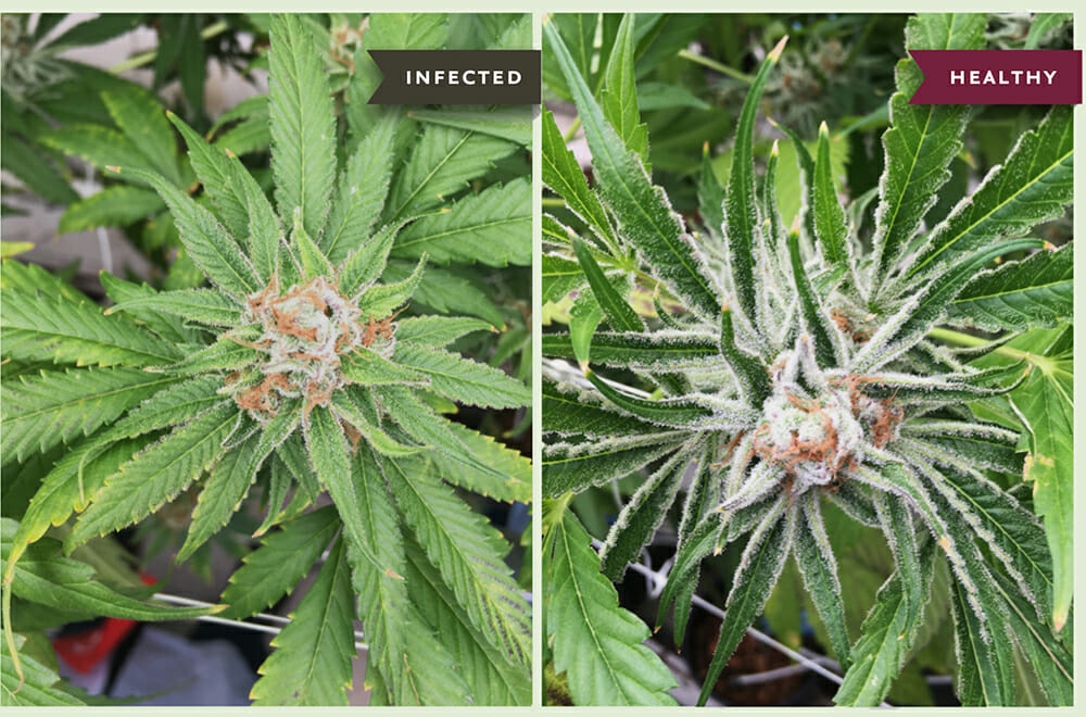 Types of Cannabis Seeds - La Huerta Blog