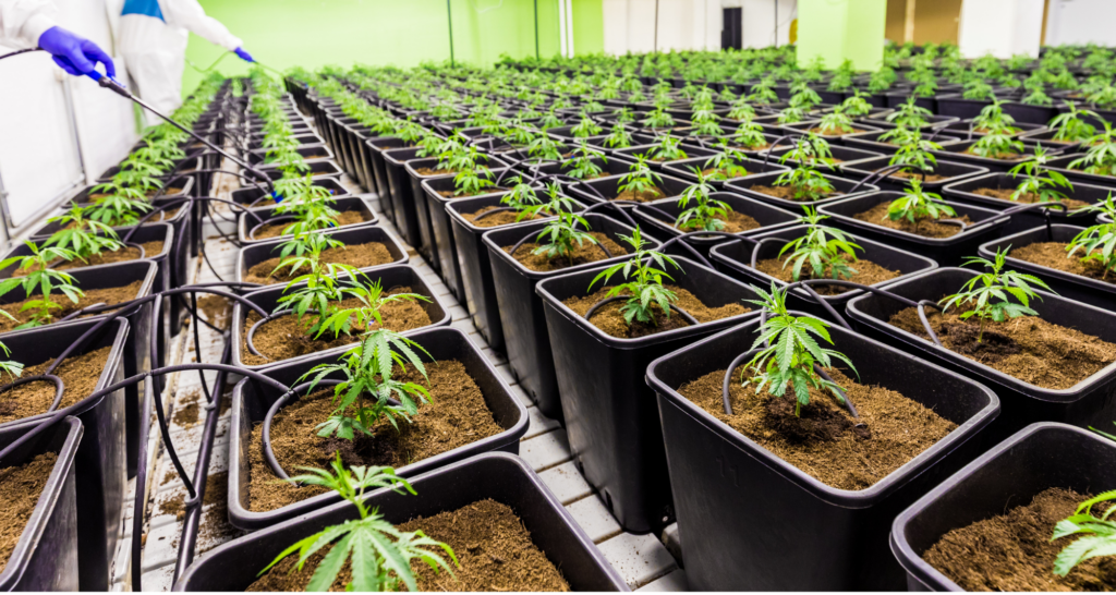 The cultivation team spraying plants 