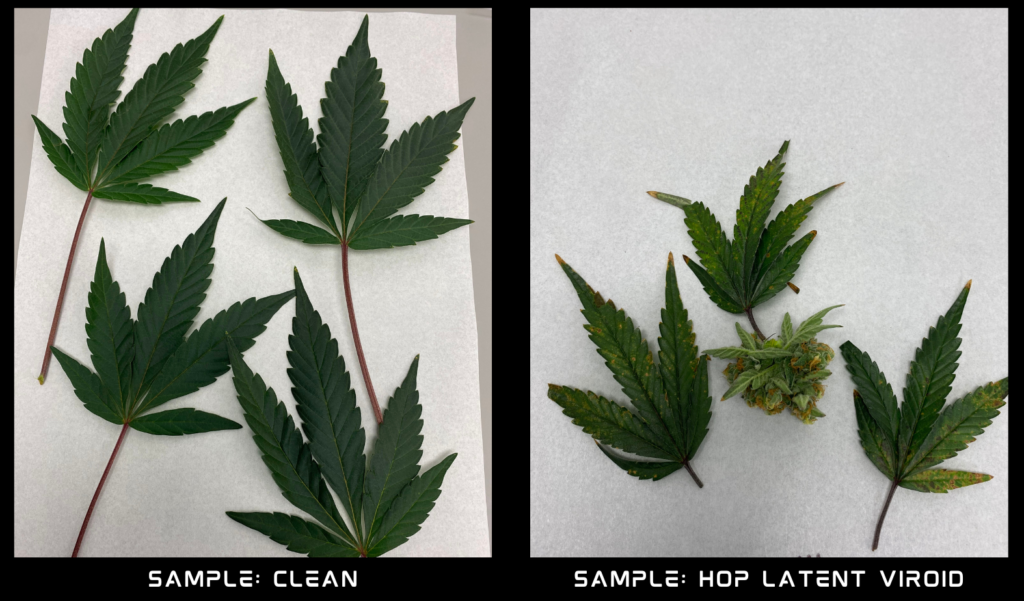 Sample comparison between hop latent virus-infected and non-infected samples