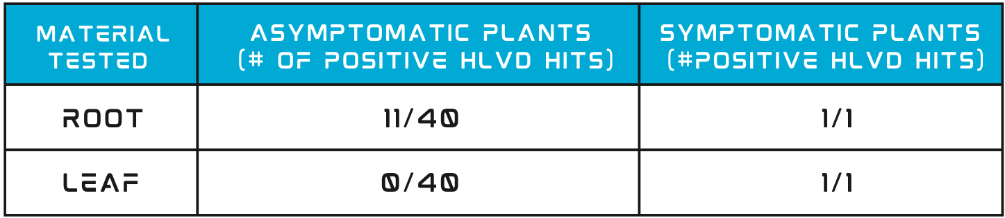 A chart on research from testing 41 HLVd infected plants, comparing the root and leaf samples based on asymptomatic versus symptomatic 