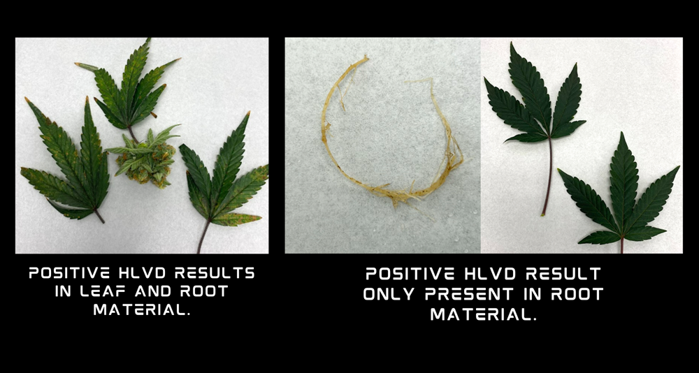 Comparing two images of positive HLVd results in leaf and material to a image of where HLVd is only present in root material